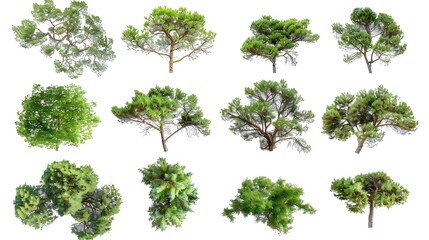 Collection of Common juniper,Rosemary Trees isolated on white background, tropical trees isolated used for design,top view advertising and architecture