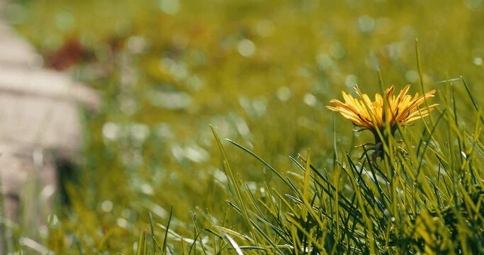 Beautiful yellow flower blossoming in the field with fresh lawn on a sunny day