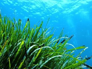 Underwater landscape with sea grass, ble ocean with air bubbles in the water. Seascape in the...