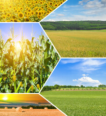 Agricultural fields and blue sky. collage.