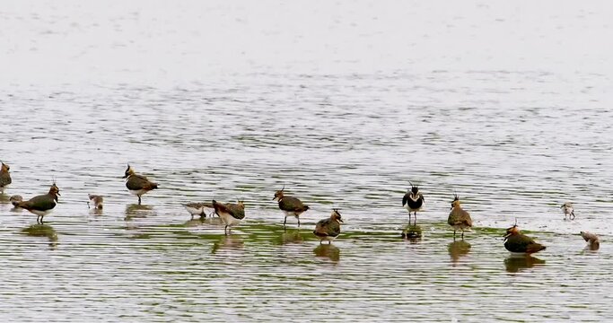 A gathering of birds in still waters under overcast skies, illustrating the quiet beauty of nature; apt for wall art or screensavers.