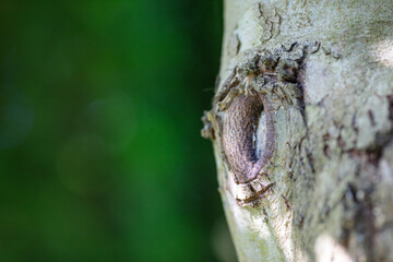 Close-up of Tree Trunk with Detailed Eye-Shaped Bark, Natural Texture in Sunlight, Forest Setting, Daytime, Green Background, Botany and Nature Theme