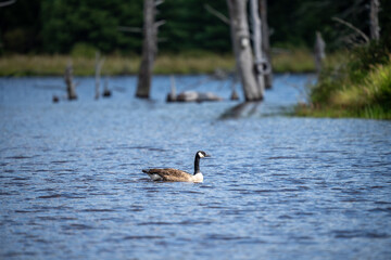 a goose swimming on top of the lake next to some trees