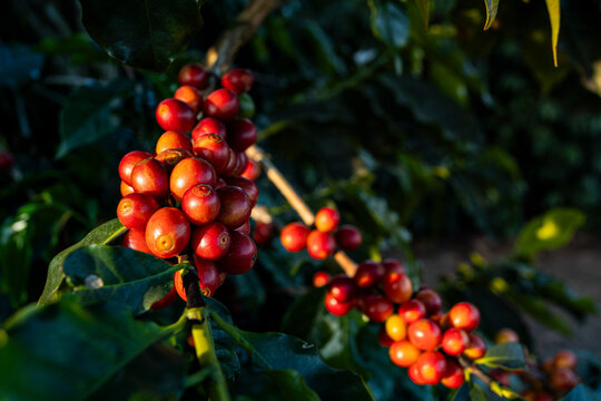 Fruto cereja vermelho do caf&eacute;, Minas Gerais, Brasil