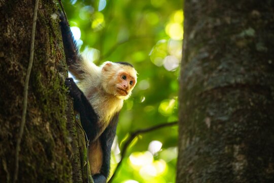 Capuchin monkey