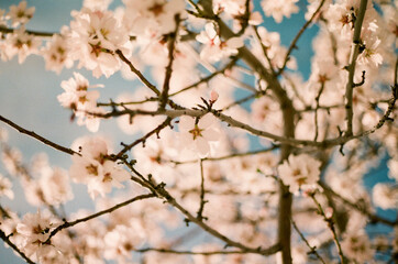 Analog Spring Blossoms 