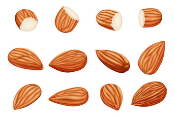 almonds on a white background. Vector eps 10