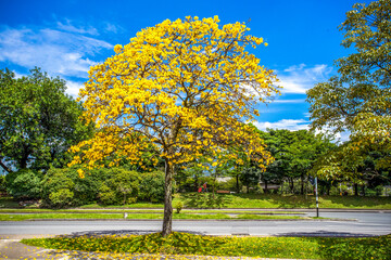 Handroanthus chrysanthus (araguaney or yellow ipê)