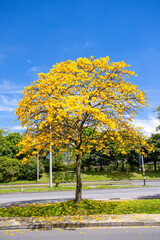 Naklejka premium Handroanthus chrysanthus (araguaney or yellow ipê)