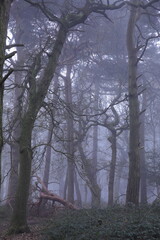 Naklejka premium Dense forest with trees and bushes