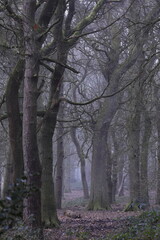 Naklejka premium Dense forest with trees and bushes