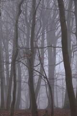 Dense forest with trees and bushes