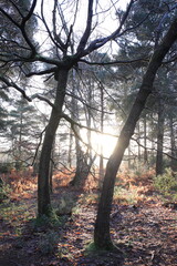 Dense forest with trees and bushes