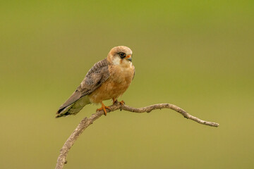 Closeup of a red-footed falcon (Falco vespertinus) perched on a branch