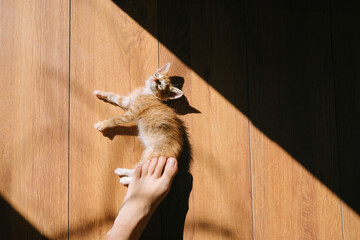 Portrait of a cute little orange cat chilling