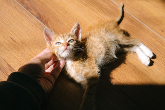 Portrait of an adorable little cat lying on the floor