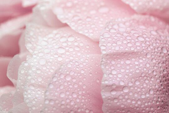 raindrops on a pale pink peony 