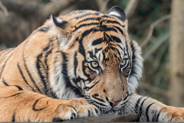 Tiger lounging on a rock, eyes open, paws outstretched.