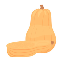 Butternut Squash. An orange vegetable. Vector stock illustration. Whole and half. Isolated on a white background.
