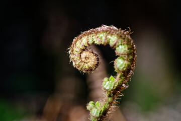 a fiddlel shaped stalk of fern sprouting out of leaves