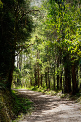 trees are overhang the path in the middle of a forest