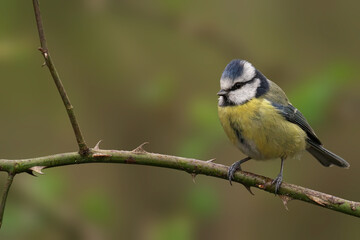 Blue Tit (Cyanistes caeruleus) perched on a twig on a tree branch