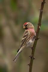 Male Common Redpoll (Acanthis flammea) perched on a tree branch
