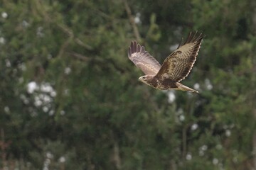 an owl is in the air near some trees and a tree