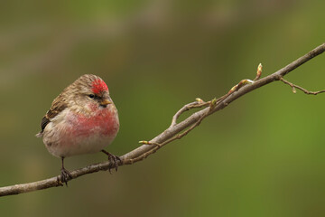 Male Common Redpoll (Acanthis flammea) perched on a tree limb, glancing behind
