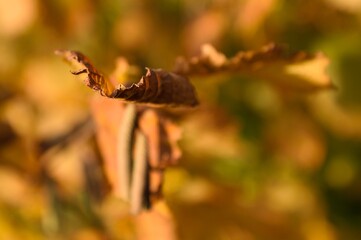 Liście na rozmytym tle