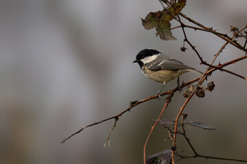 Coal Tit (Periparus ater) perched on a barren branch in misty fog