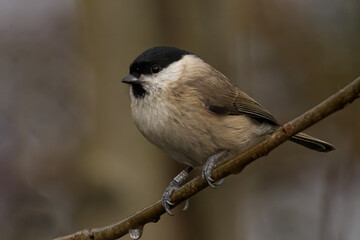 a small bird sits on a bare branch of a tree