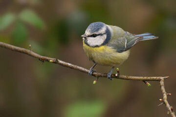 Blue Tit (Cyanistes caeruleus) perched on tree branch with light green leaves in background