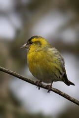 a bird sits on top of the branch of a tree