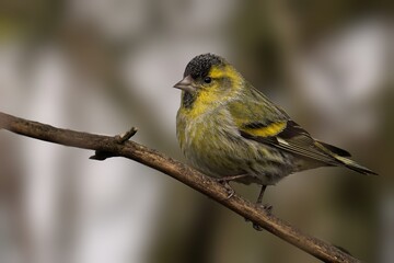 Yellow siskin bird perching on tree branch