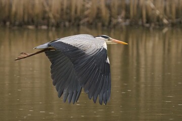 a bird flying over water next to tall brown grass and plants