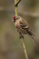 Tiny Common Redpoll perched delicately on a twig on a branch
