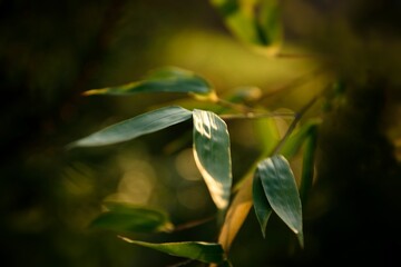 Liście bambusa na rozmytym tle 