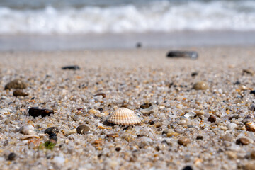 Seashell and pebbles scattered on a sandy beach shore