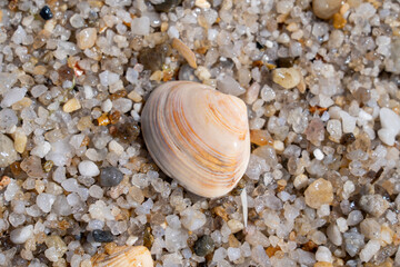 Sea shell on a rock with gravel and leaf