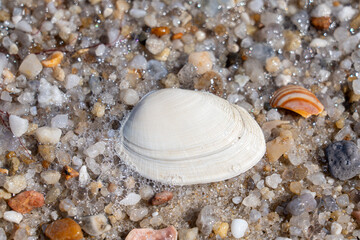 Seashell rests on sandy beach