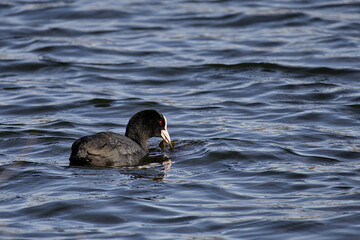 Coot living in Lake Hoehenfeld, Cologne, Germany