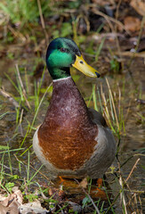Male duck living in Lake Hoehenfeld, Cologne, Germany