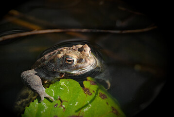 Frog living in Lake Hoehenfeld, Cologne, Germany