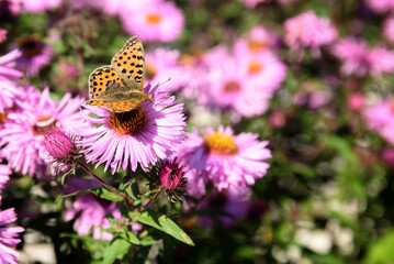 motyl na kwiatku © Stefan