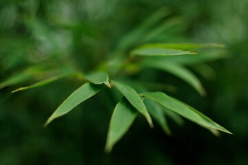 Obraz premium Liście bambusów
