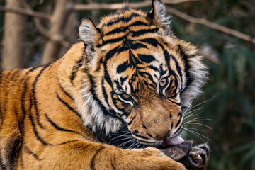 Close-up of a Bengal tiger with foliage the background