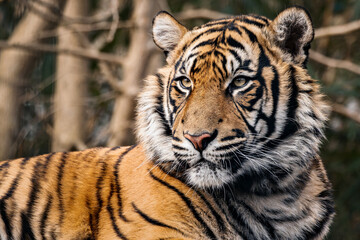 Close-up of a Bengal tiger with foliage the background