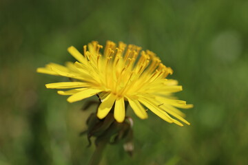 Dandelion flower with a cluster of vibrant green leaves at its center