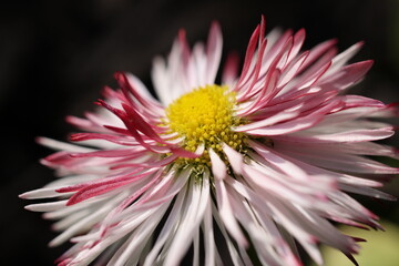 Vibrant single daisy with bright center and green leaves in background